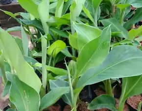 Bibit Pisang Raja Bagus