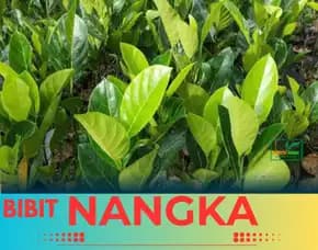 Sentral Bibit, Bibit Nangka Cempedak