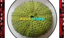 1 Pcs Cangkang Bulu Babi Big Hijau Colobocentrotus Atratus Sea Urchins Grade A+