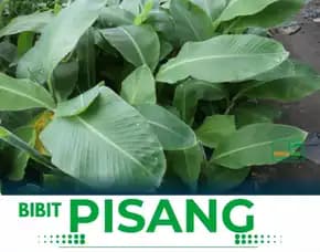 Bibit Pisang Raja Jogja