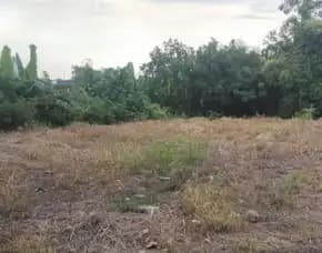 Dijual 5,8 Are, Jl. Tegal Sari Pantai Berawa Tibubeneng Canggu Kuta Utara