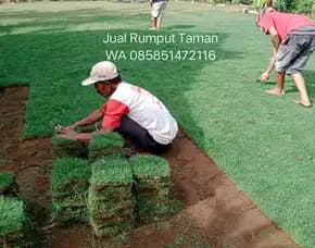 Harga Rumput Jepang Banyuwangi Permeter