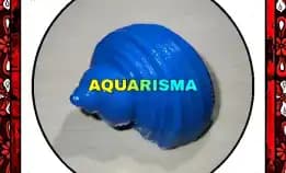 1 Pcs Cangkang Keong Medium Mata Lembu Turbo Tumidulus Biru Grade A+