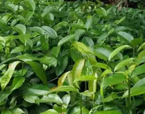 Sentral Bibit , Jual Bibit Pohon Manggis Di Bogor, Jual Bibit Pohon Manggis Di Malang
