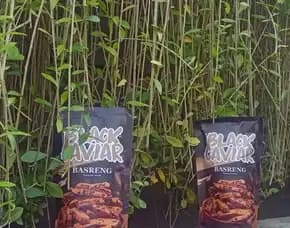 Peluang Usaha Digital Menguntungkan Garut, Yogies Wa: 0831 - 0220 - 9033