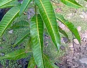 Hortikultura   Bibit Unggul  Mangga Alpukat