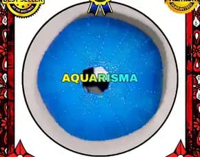1 Pcs Cangkang Bulu Babi Bigs Biru Echinus Melo Echinoidea Sea Urchins Grade A+