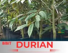 Sentra Pengadaan Bibit Cari Bibit Durian Musang King
