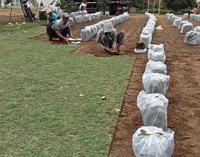 Jual Rumput Jepang Trenggalek Terdekat