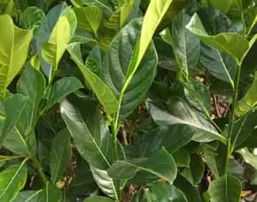 Sentra Bibit Pertanian, Bibit Nangka Celeng