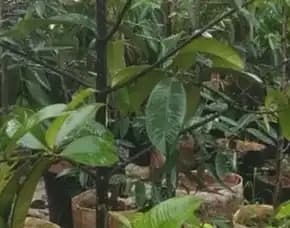 Sentral Bibit , Yang Jual Bibit Manggis, Trubus Bibit Manggis