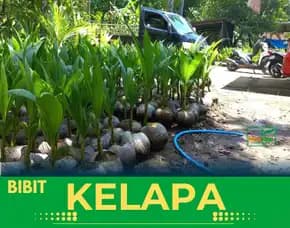 Sentra Bibit Kelapa, Bibit Kelapa Genjah Entok Jogjaa