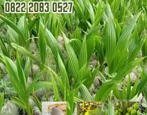 0822.2083.0527 (Tsel) Sentra Bibit Kelapa,  Bibit Pohon Kelapa Hibrida