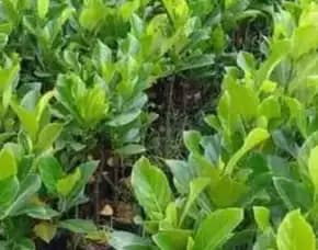 Sentral Bibit, Bibit Nangka Super