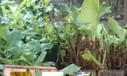 Wa 0822.2083.0527  Bibit Pisang Murah