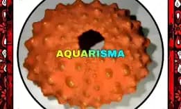 1 Pcs Cangkang Bulu Babi Oren Echinus Tylodes Echinoidea Sea Urchins Grade A+