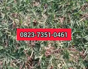 Jual Rumput Gajah Mini Bandar Lampung 0823-7351-0461