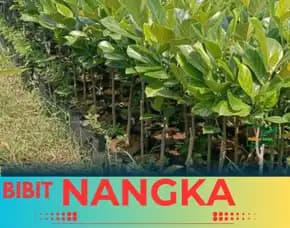 Sentral Bibit, Bibit Nangka Terbaik