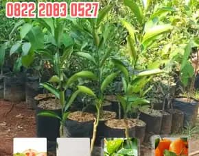 0822.2083.0527 (Tsel)  Hortikultura Buah  Bibit Jeruk Nipis Jumbo Tanpa Biji
