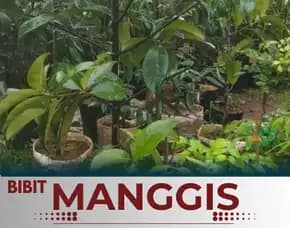 Sentral Bibit, Jual Bibit Manggis Di Tabanan, Harga Bibit Manggis Okulasi