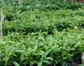 Sentra Bibit Kopi, Bibit Kopi Robusta Di Bogor