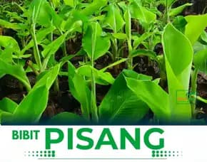 Jual Bibit Pisang Ambon Jawa Tengah