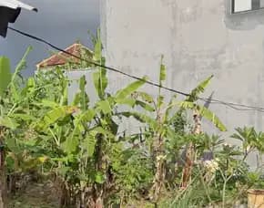 Dijual 1 Are, Jl. Dalung Sading Sempidi Mengwi Badung
