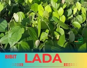 Pusat Bibit, Bibit Lada Di Jambi