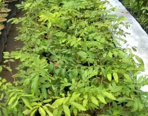 Bibit Lengkeng Aroma Durian