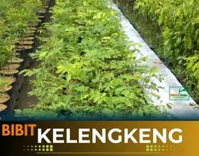 Agrocenter  Bibit Buah Lengkeng