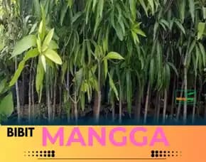 Hortikultura   Bibit Unggul  Mangga Red Brazil
