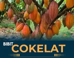 Pusat Bibit Kakao Unggul, Bibit Coklat Lampung Pollarise