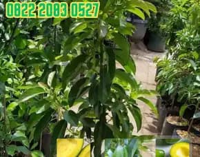 0822 2083 0527 (Tsel) Hortikultura Buah   Bibit Alpukat Di Padang