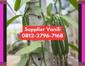 0812,2796,7168 Jual Bibit Vanili Terdekat Di Pasuruan