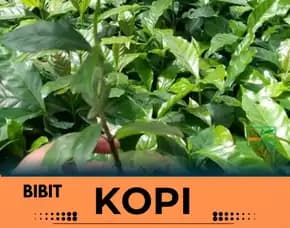 Petani Bibit Kopi, Bibit Kopi Arabika Ateng Super