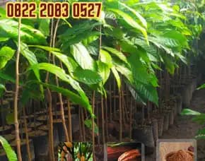 0822 2083 0527 (Tsel) Sentra Bibit, Bibit Kakao Biji, Bibit Kakao Bb Pollarise