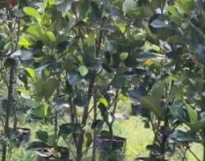 Sentra Bibit Pertanian,  Bibit Buah Nangka Dan Tanaman Okra Di Pekanbaru Kota Pekanbaru Riau