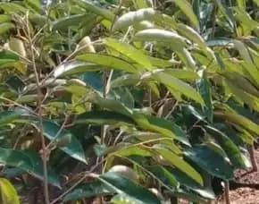 Hortikultura Buah Bibit Durian Musang King Di Gresik