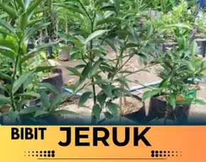 Hortikultura Buah  Bibit Jeruk Keprok Batu 55
