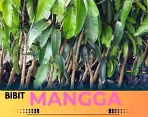 Hortikultura   Bibit Unggul  Mangga Kio Jay Bogor