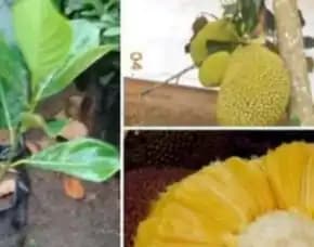 Sentra Bibit Pertanian,  Bibit Nangka Balikpapan