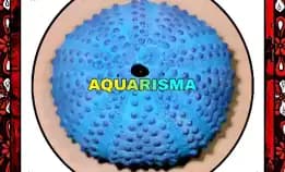 1 Pcs Cangkang Bulu Babi Big Blue Colobocentrotus Atratus Sea Urchins Grade A+