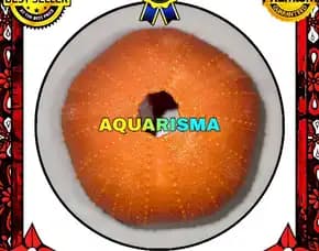 1 Pcs Cangkang Bulu Babi Bigs Oren Echinus Melo Echinoidea Sea Urchins Grade A+