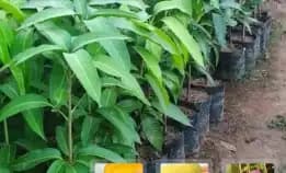 0822 2083 0527 (Tsel) Hortikultura   Harga Bibit Unggul  Mangga Irwin
