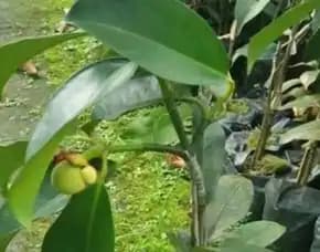 Sentra Bibit Manggis , Bibit Manggis Unggul, Bibit Manggis Thailand