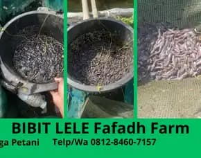 Garansi Hidup Toko Bibit Lele Buat Pakan Ternak Ukuran Seragam Karawang Kudus