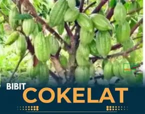 Sentra Bibit Coklat Siap Tanam, Bibit Coklat Yang Bagus Pollarise