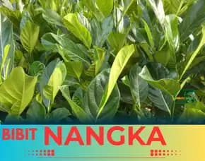 Sentra Bibit Pertanian, Bibit Nangka Madu Merah