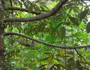 Dijual Tanah Perkebunan Di Probolinggo Jatim