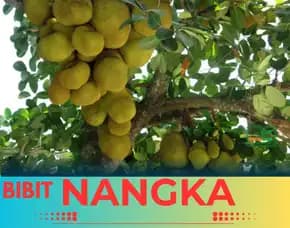 Sentral Bibit, Bibit Nangka Pertanian